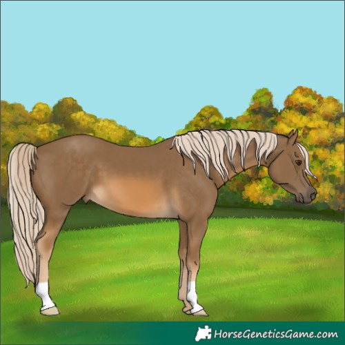 Horse Color:Chocolate Palomino 