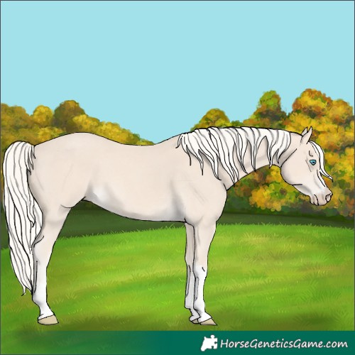 Horse Color:Cremello Sabino 