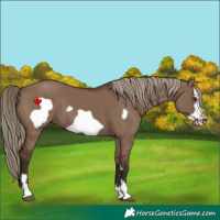 Horse Color:Liver Red Dun Frame 