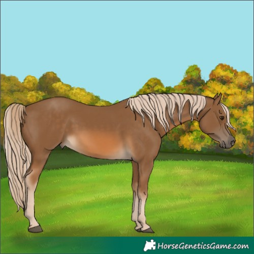 Horse Color:Chocolate Palomino 