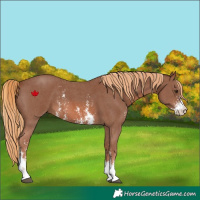 Horse Color:Chestnut Sabino