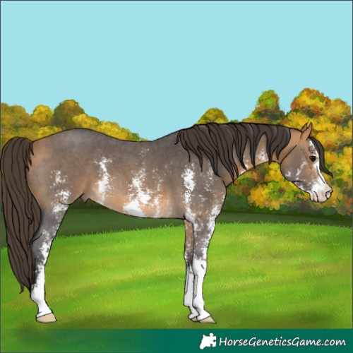 Horse Color:Buckskin Sabino 
