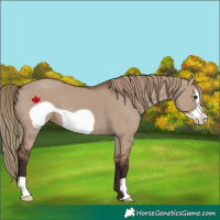 Horse Color:Liver Red Dun Frame 