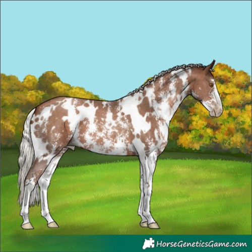 Horse Color:Gray White Spotted Silver Black Pearl Sabino
