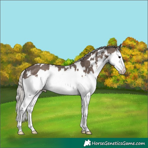 Horse Color:White Spotted Silver Black Splash 
