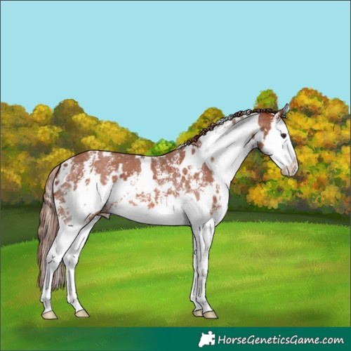 Horse Color:White Spotted Chestnut Sabino Splash Appaloosa 