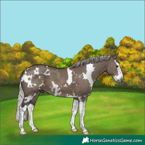 Horse Color:Gray White Spotted Silver Grullo Splash