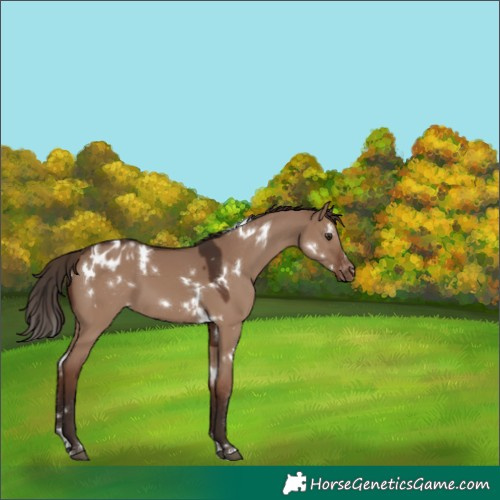 Horse Color:White Spotted Liver Red Dun Blanket 
