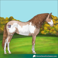 Horse Color:Red Roan Pearl Sabino Frame