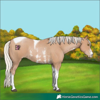Horse Color:Silver Black Pearl Sabino Tobiano 