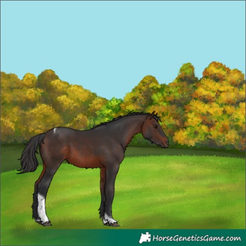 Horse Color:Brown Tobiano
