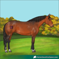 Horse Color:Bay 