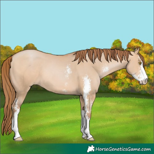 Horse Color:Brown Pearl Dun Sabino 