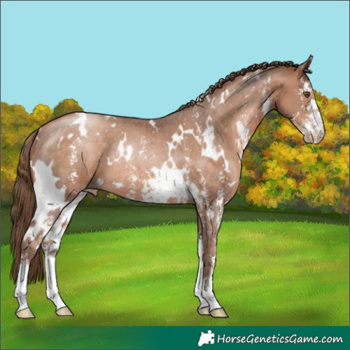Horse Color:White Spotted Brown Pearl Sabino Rabicano 