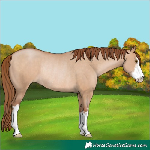 Horse Color:White Spotted Brown Pearl Dun Rabicano