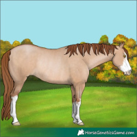 Horse Color:White Spotted Brown Pearl Dun Rabicano 
