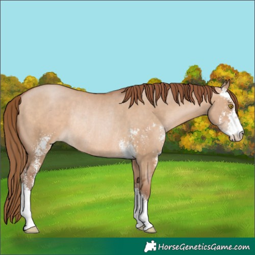 Horse Color:Brown Pearl Dun Sabino Rabicano