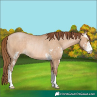 Horse Color:Brown Pearl Dun Sabino Rabicano