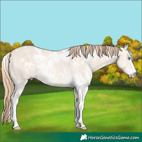 Horse Color:White Spotted Perlino Dun Sabino Rabicano