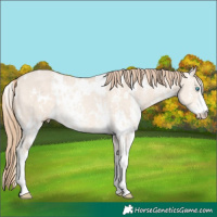 Horse Color:White Spotted Perlino Dun Sabino Rabicano