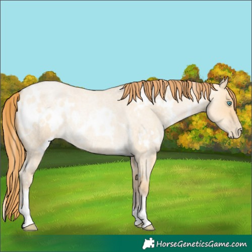 Horse Color:White Spotted Buckskin Roan Pearl Dun Rabicano 