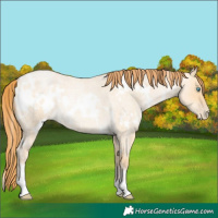 Horse Color:White Spotted Buckskin Roan Pearl Dun Rabicano 