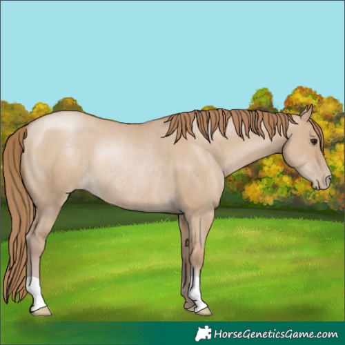 Horse Color:Grullo Pearl Rabicano