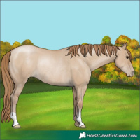 Horse Color:Grullo Pearl Rabicano 