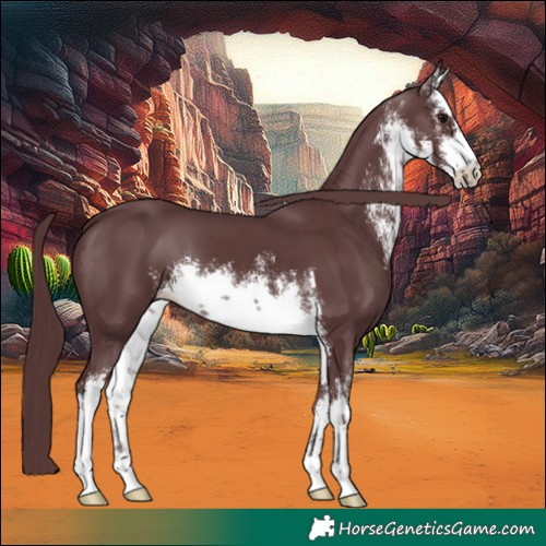 Horse Color:White Spotted Chocolate Black 