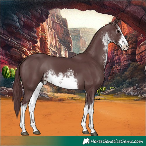 Horse Color:White Spotted Chocolate Black 