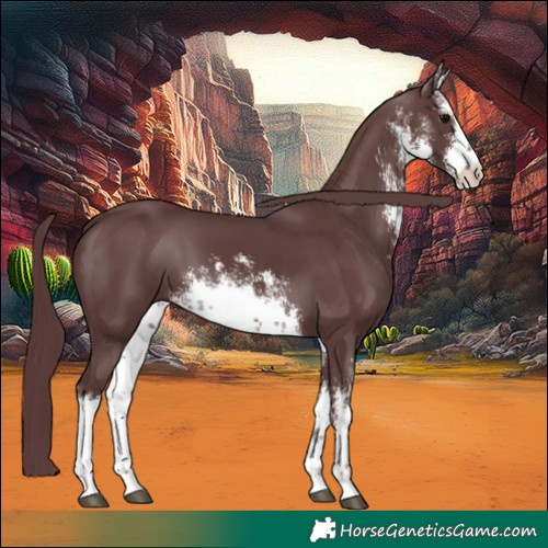 Horse Color:White Spotted Chocolate Black 