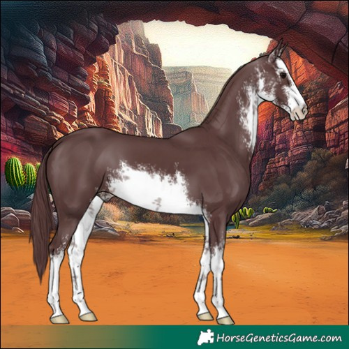 Horse Color:White Spotted Chocolate Black 