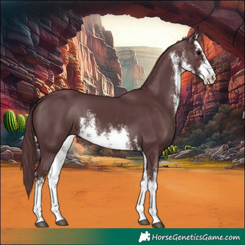 Horse Color:White Spotted Chocolate Black 