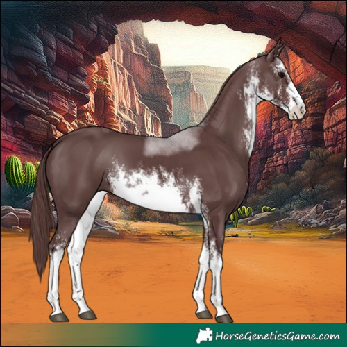 Horse Color:White Spotted Chocolate Black 