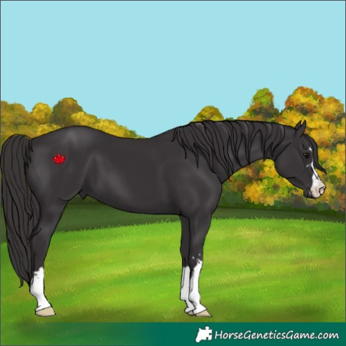 Horse Color:Smoky Black 