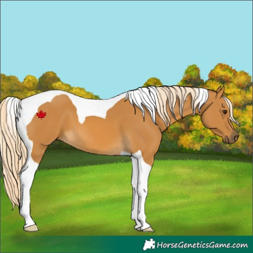 Horse Color:Palomino Tobiano 