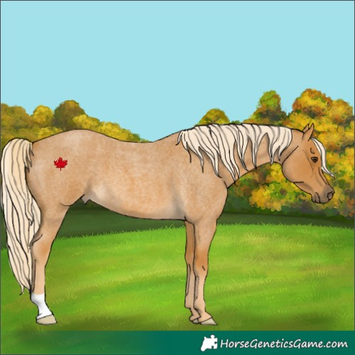 Horse Color:Palomino Roan 
