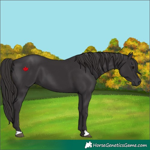 Horse Color:Smoky Black 