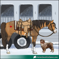 Horse Color:Buckskin 