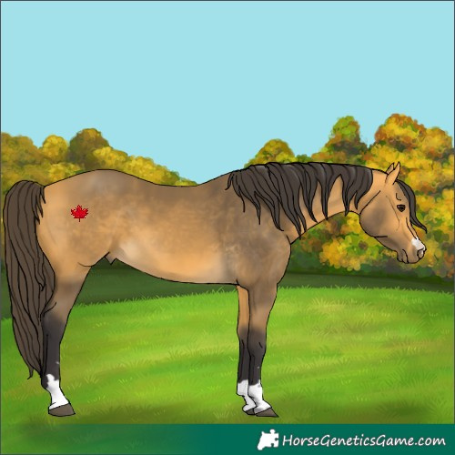 Horse Color:Buckskin 