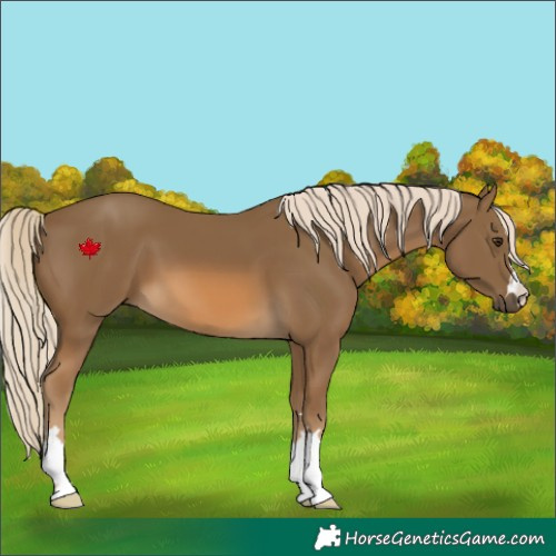 Horse Color:Chocolate Palomino 