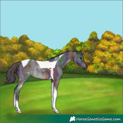 Horse Color:Nacre Smoky Black Tobiano 