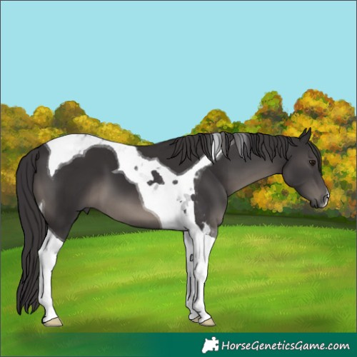 Horse Color:Platinum Smoky Black Tobiano 
