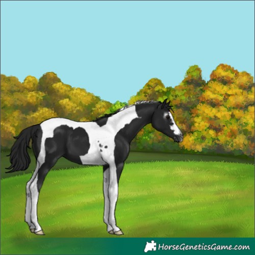 Horse Color:Gray Smoky Black Tobiano 