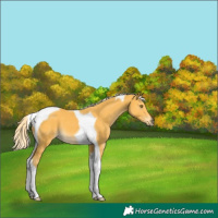 Horse Color:Palomino Tobiano 