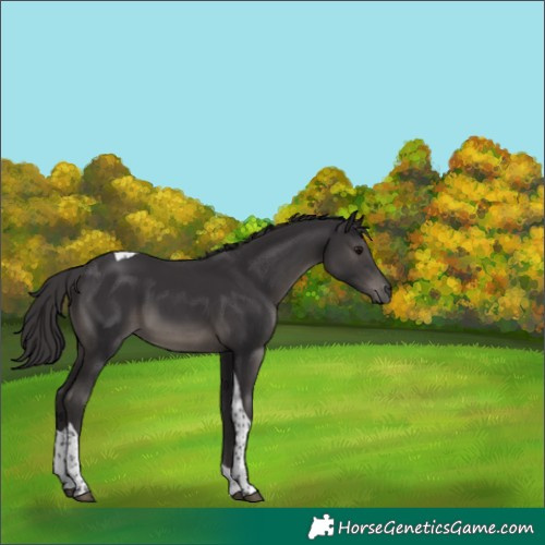 Horse Color:Platinum Smoky Black Tobiano 
