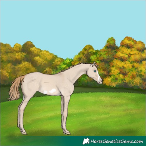Horse Color:Perlino Dun Frame 