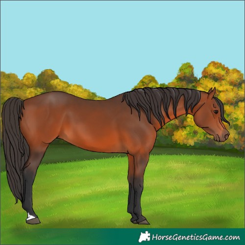 Horse Color:Bay 