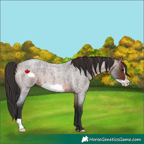 Horse Color:Bay Roan Frame 