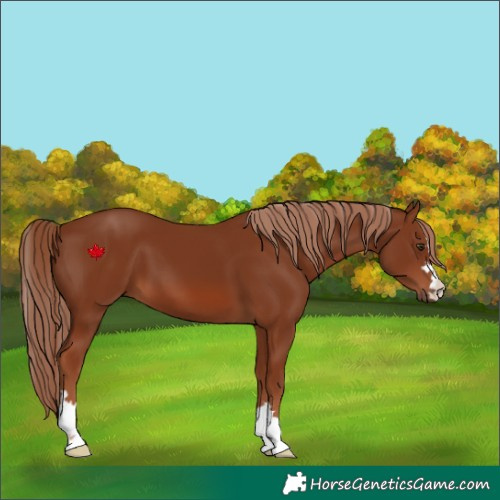Horse Color:Chestnut 